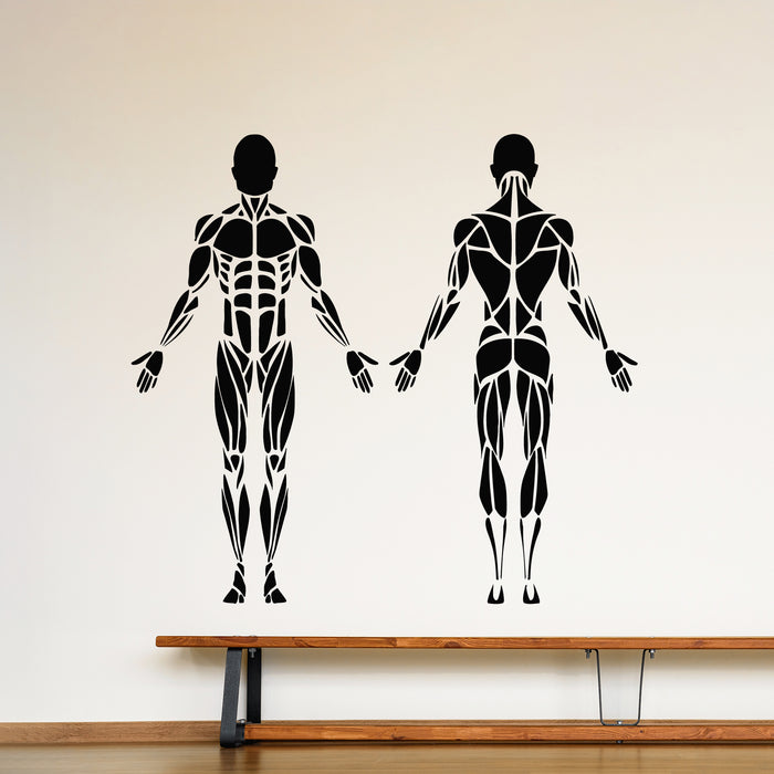 Vinyl Wall Decal Human Body Muscles Anatomy Medicine Clinic Stickers Mural (g9293)